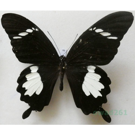 Papilio chaon Westwood, 1845 Indonesia, Java 102mm66